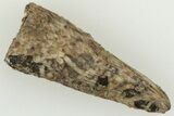 Fossil Theropod (Richardoestesia?) Tooth - Montana #204035-1